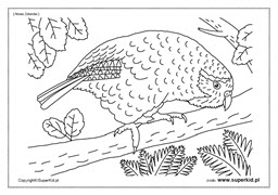 kolorowanka - Nowa Zelandia - papuga kakapo